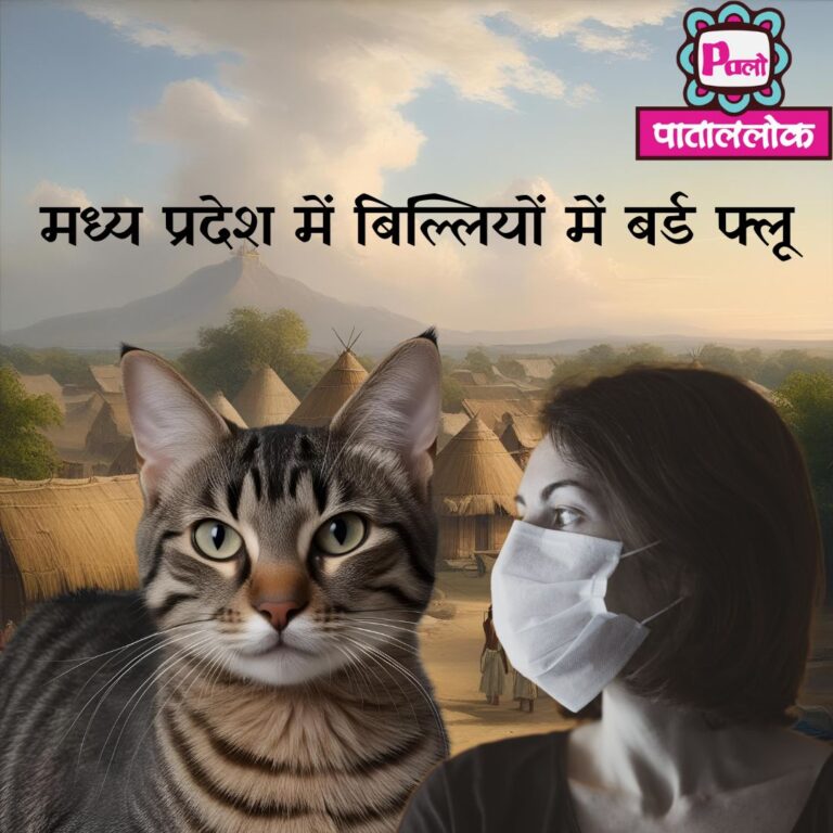 Bird Flue knocks Mp again: मध्य प्रदेश में बिल्लियों में बर्ड फ्लू 8 Black Greyscale basketball game day Instagram Post (1)