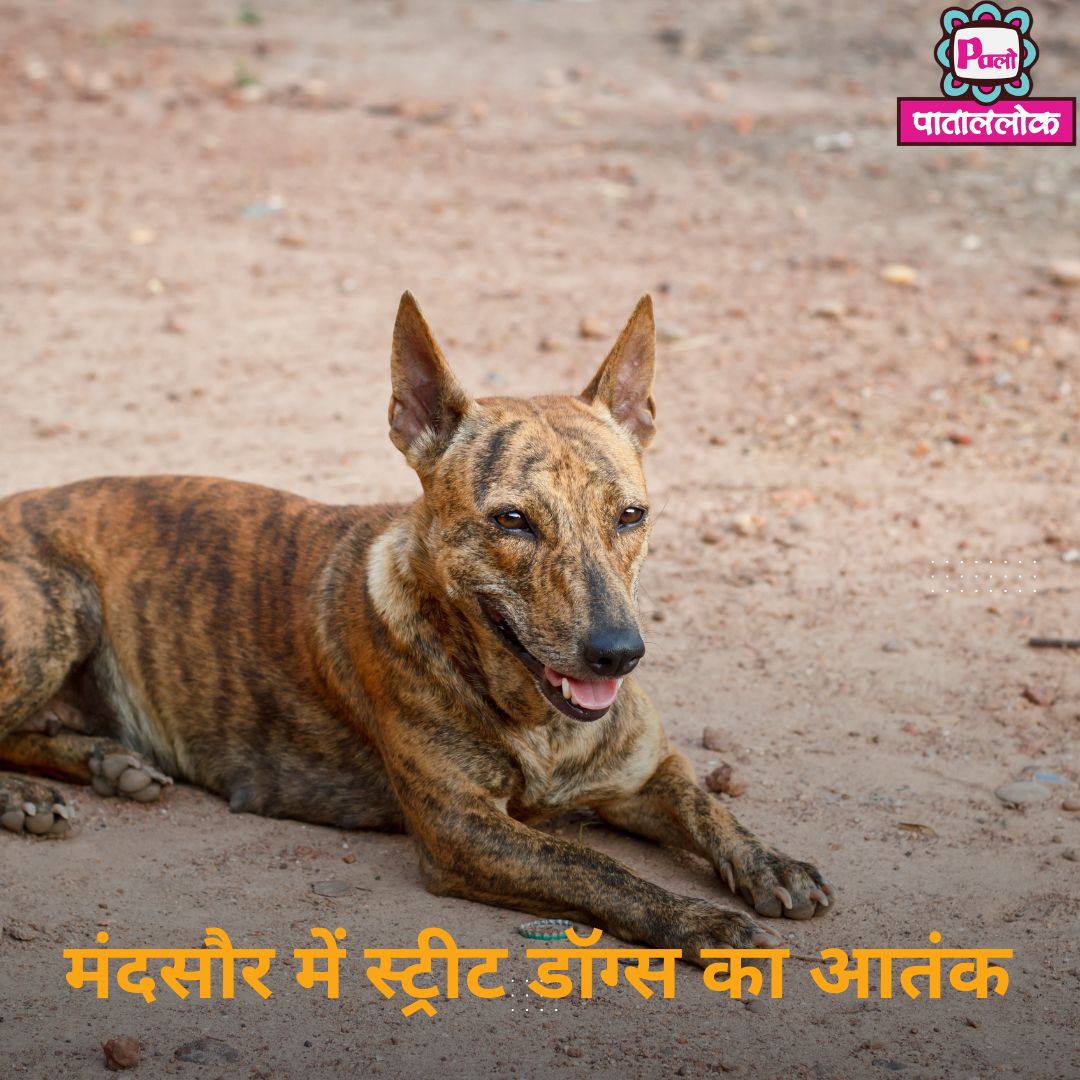 मंदसौर में स्ट्रीट डॉग्स का आतंक: तीन हजार कुत्ते कर रहे शहर को दहशत में, नसबंदी योजना फेल 1 Modern Breaking News Instagram Post (11)