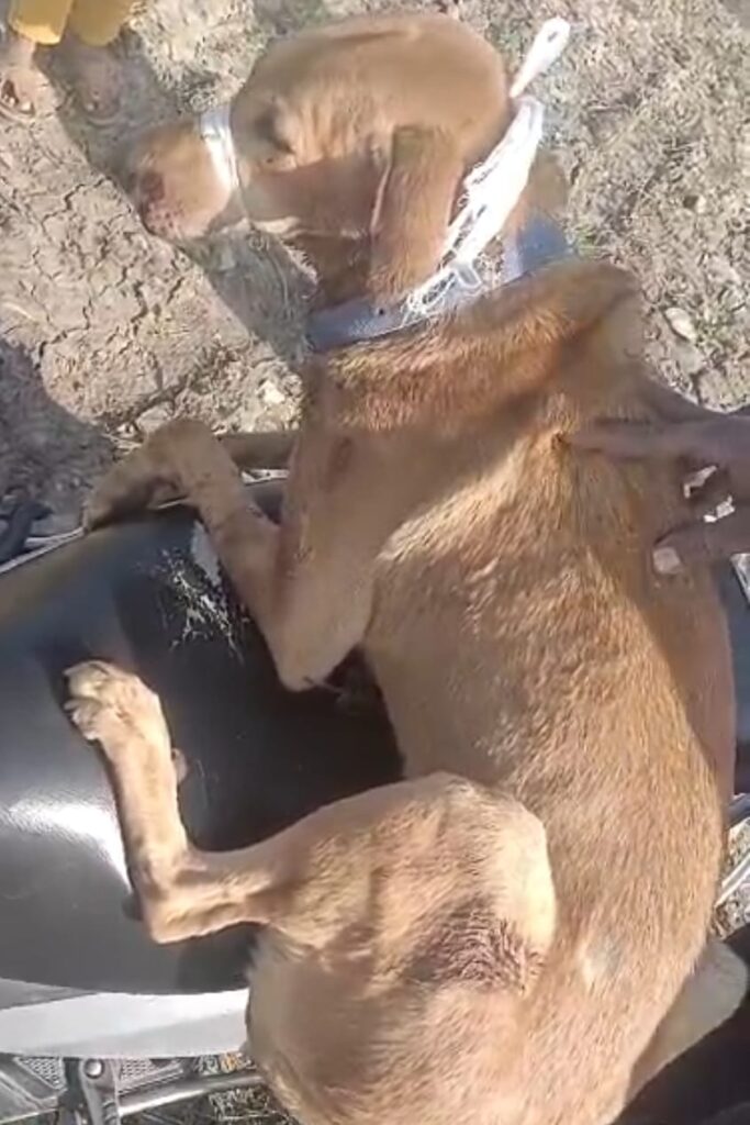 पालतू कुत्ते पर गोली चलाने वाला गिरफ्तार, बंदूक जब्त 2 WhatsApp Image 2025 11 13 at 7.45.39 PM